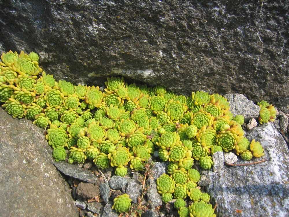 Sempervivum montanum (Steirische Berg-Steinrose)